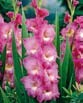 Gladiolus WINDSONG